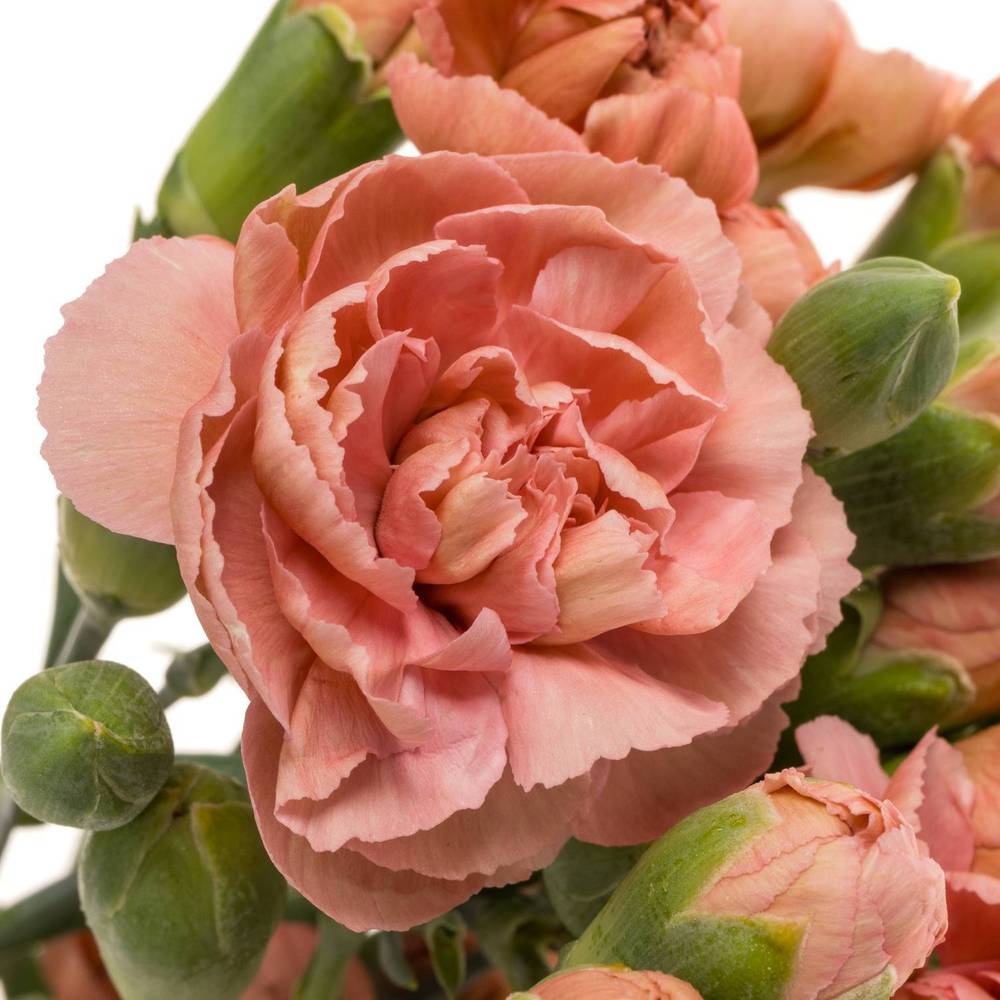 Spraynelke rosa Miss Trendy  60cm