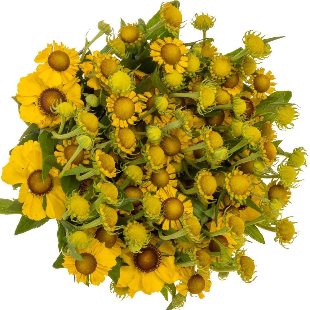 Helenium gelb/braun Choco Dip 50cm