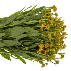 Helenium gelb/braun Choco Dip 50cm