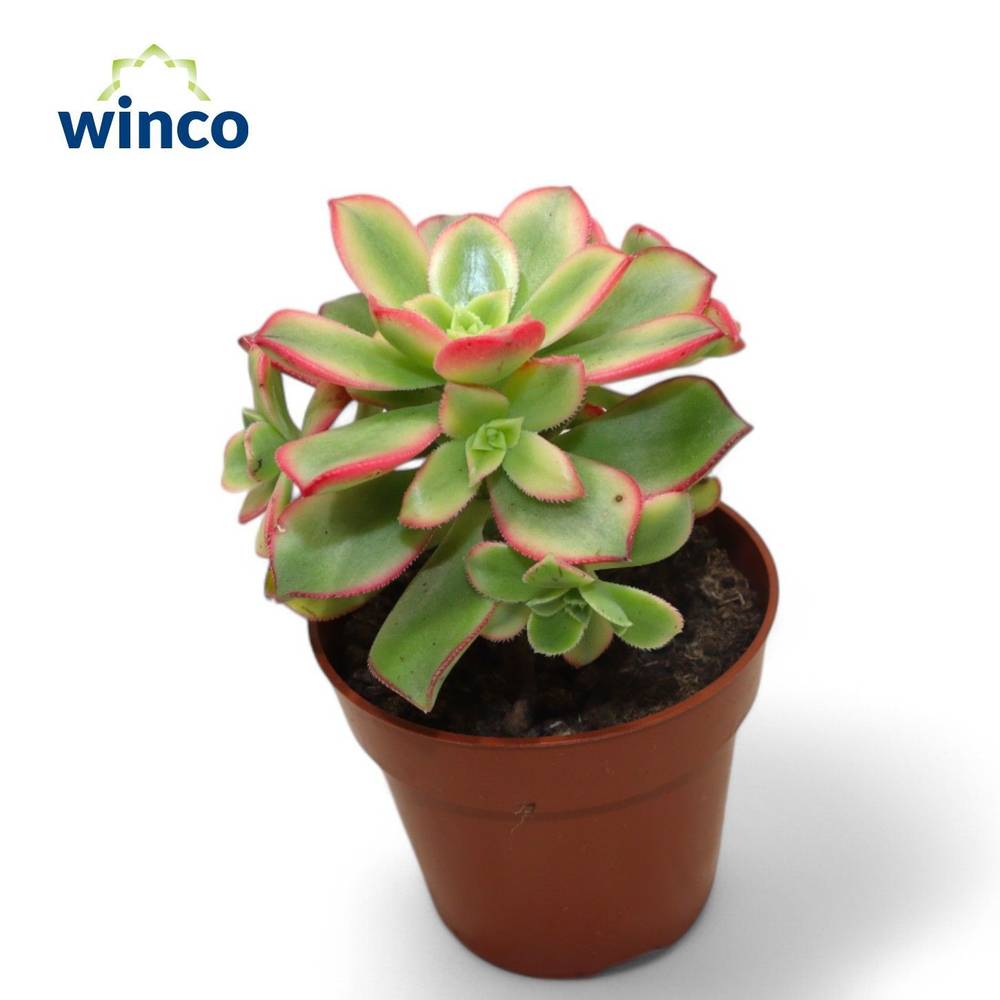 Aeonium Kiwi T08,5 H09