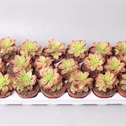Aeonium Kiwi T08,5 H09