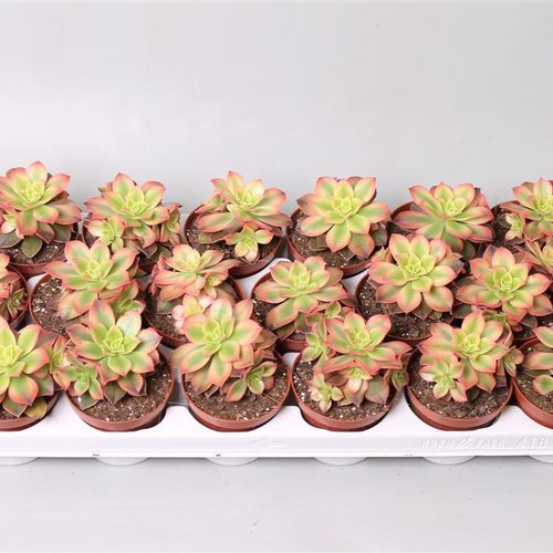 Aeonium Kiwi T08,5 H09