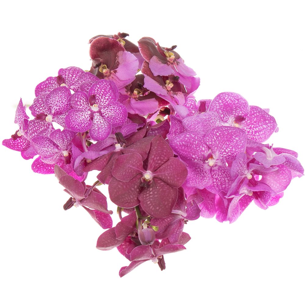 Vanda mix pink X4 Stiele