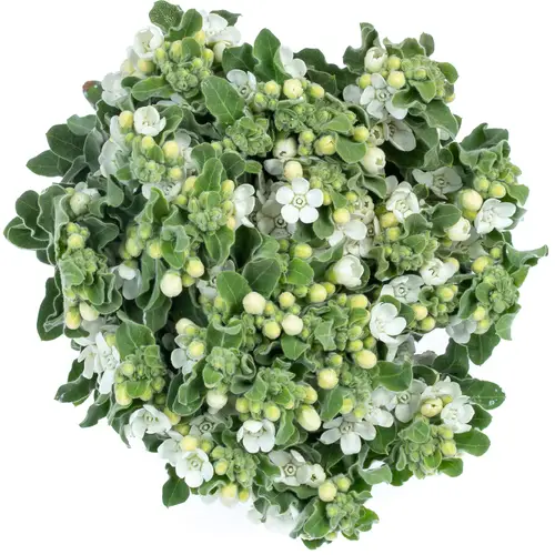 Oxypetalum weiss 60cm
