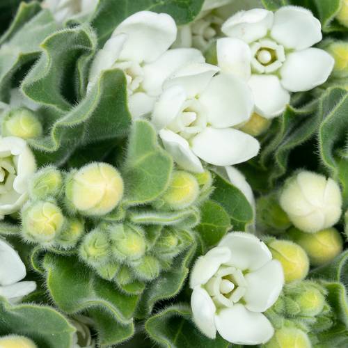 Oxypetalum weiss 60cm