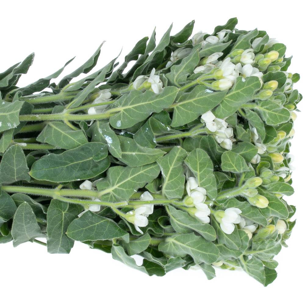 Oxypetalum weiss 60cm