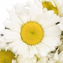 Margerite weiss einfach 40cm
