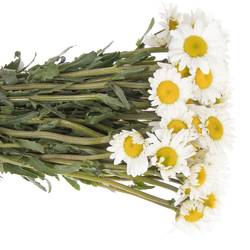 Margerite weiss einfach 40cm