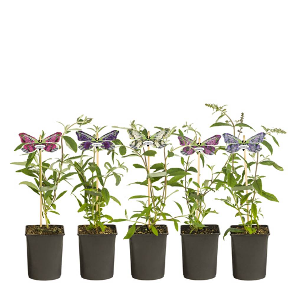 Buddleja Dav. mix im Tray T11 H040