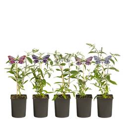 Buddleja Dav. mix im Tray T11 H040