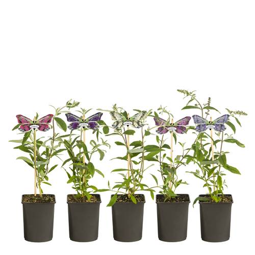 Buddleja Dav. mix im Tray T11 H040