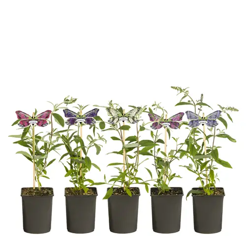 Buddleja Dav. mix im Tray T11 H040