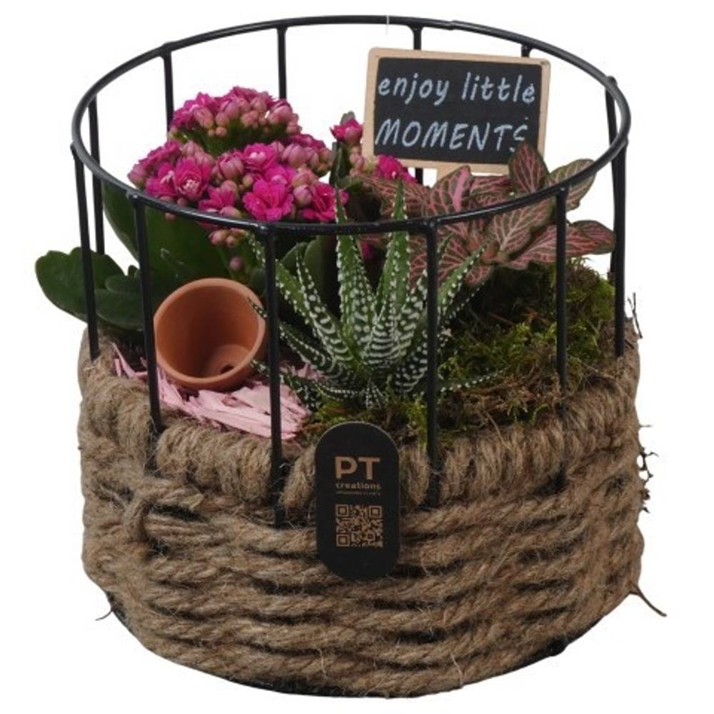 Kal.Arr PTIB5273 T17 H016