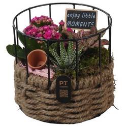 Kal.Arr PTIB5273 T17 H016