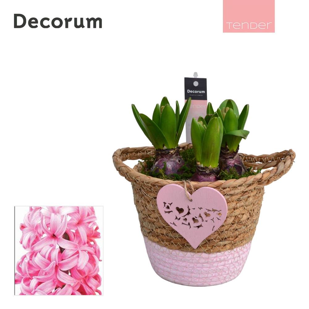 Hyazinthe.Arr HL14864PP T13 H020