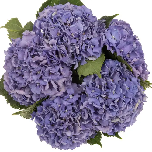 Hortensie lila/milka Royal Sun Bol 16cm 40cm