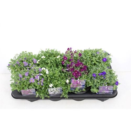 Aubrieta mix T13 H20