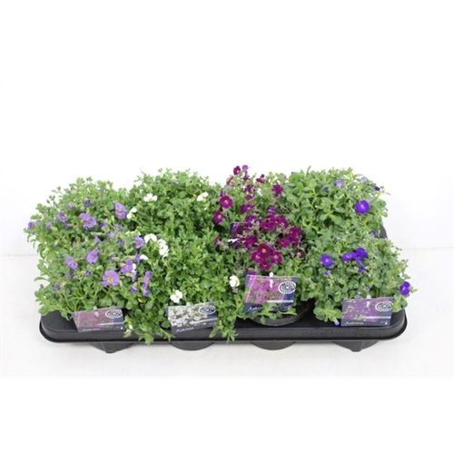Aubrieta mix T13 H20