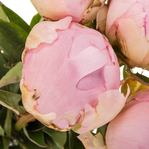 Pfingstrose rosa gefüllt Pillow Talk 55cm