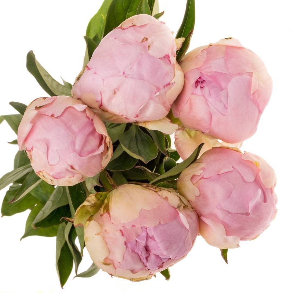 Pfingstrose rosa gefüllt Pillow Talk 55cm
