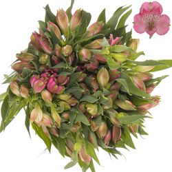 Alstroemerie rosa Avianna 95 Gramm 75cm