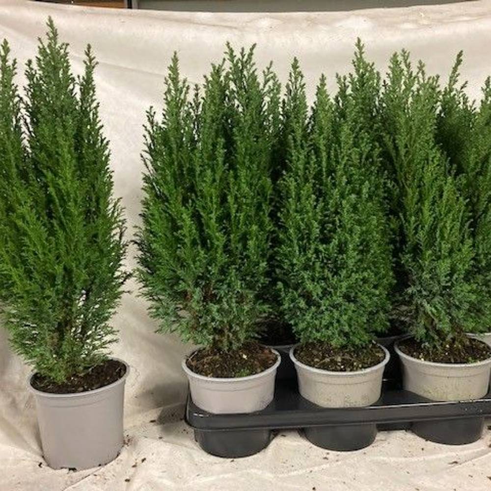 Chamaecyparis Ellwoodii T15 H055