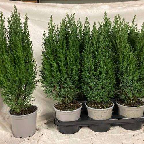 Chamaecyparis Ellwoodii T15 H055