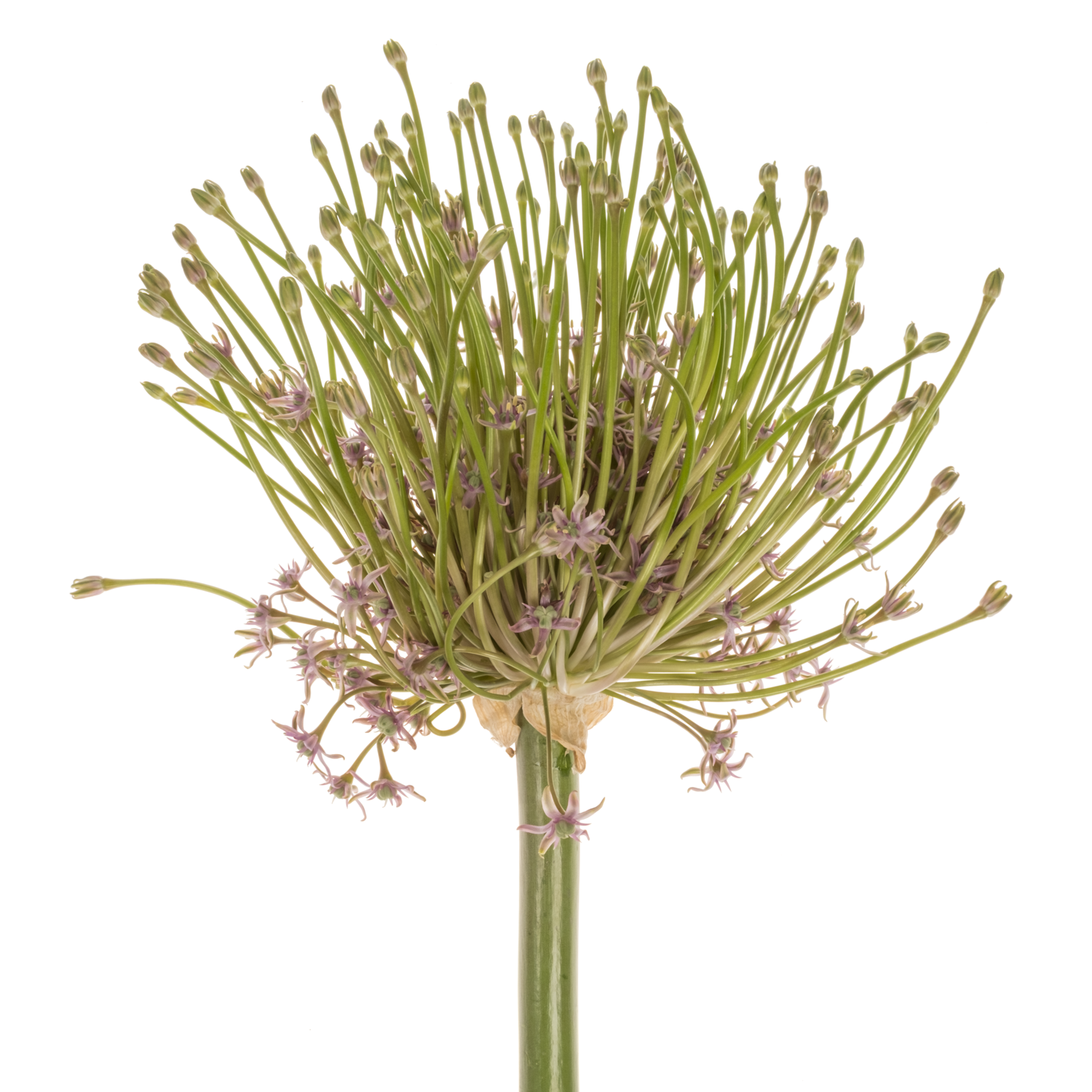 Allium lila Schubertii 60cm