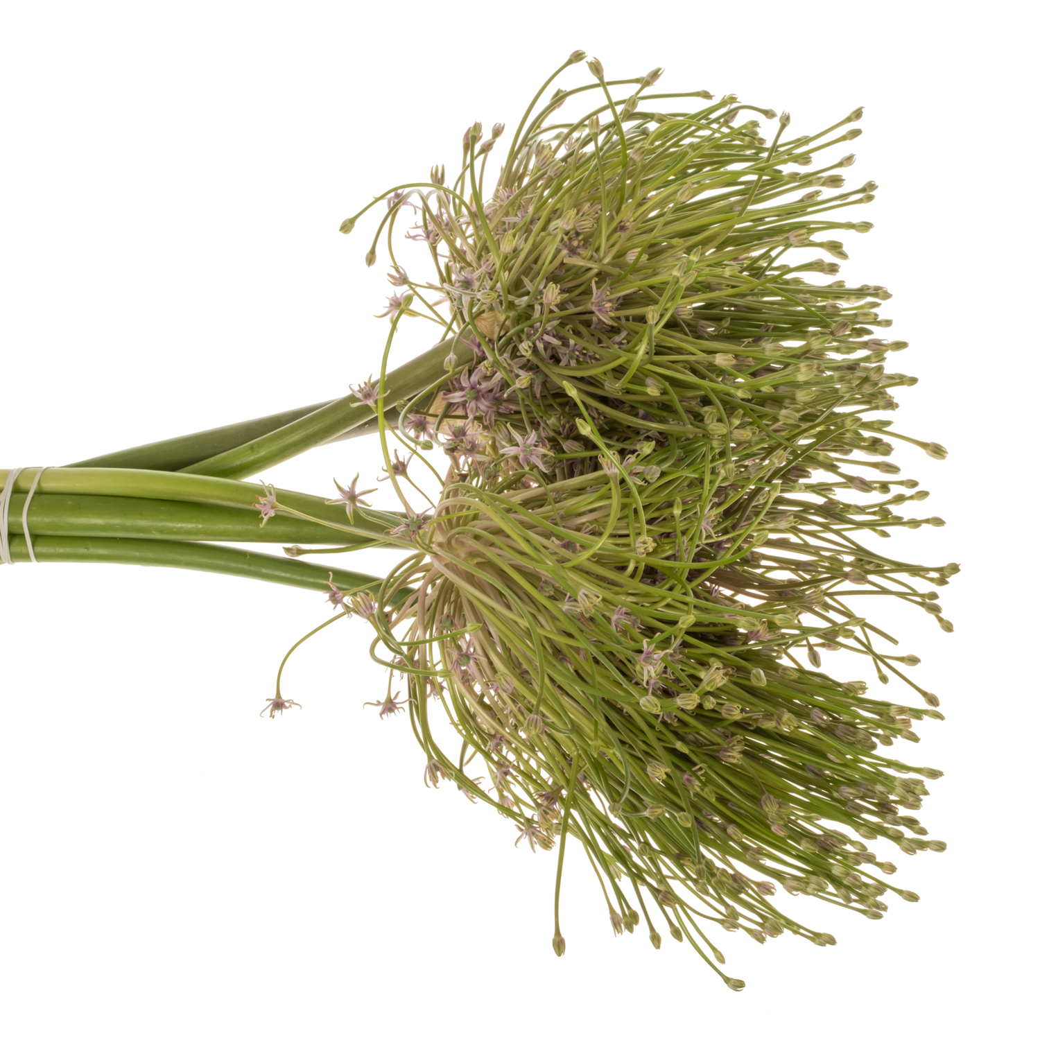 Allium lila Schubertii 60cm