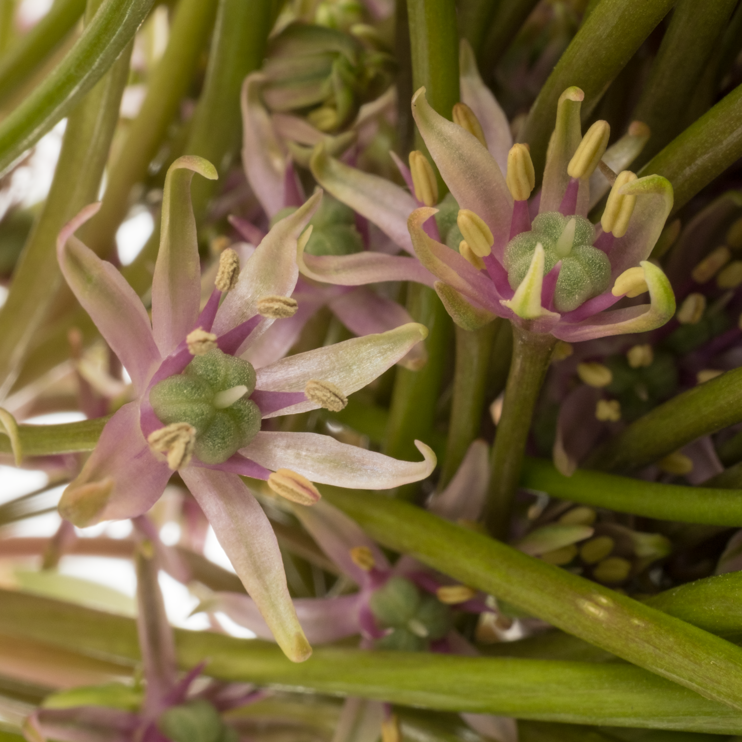 Allium lila Schubertii 60cm