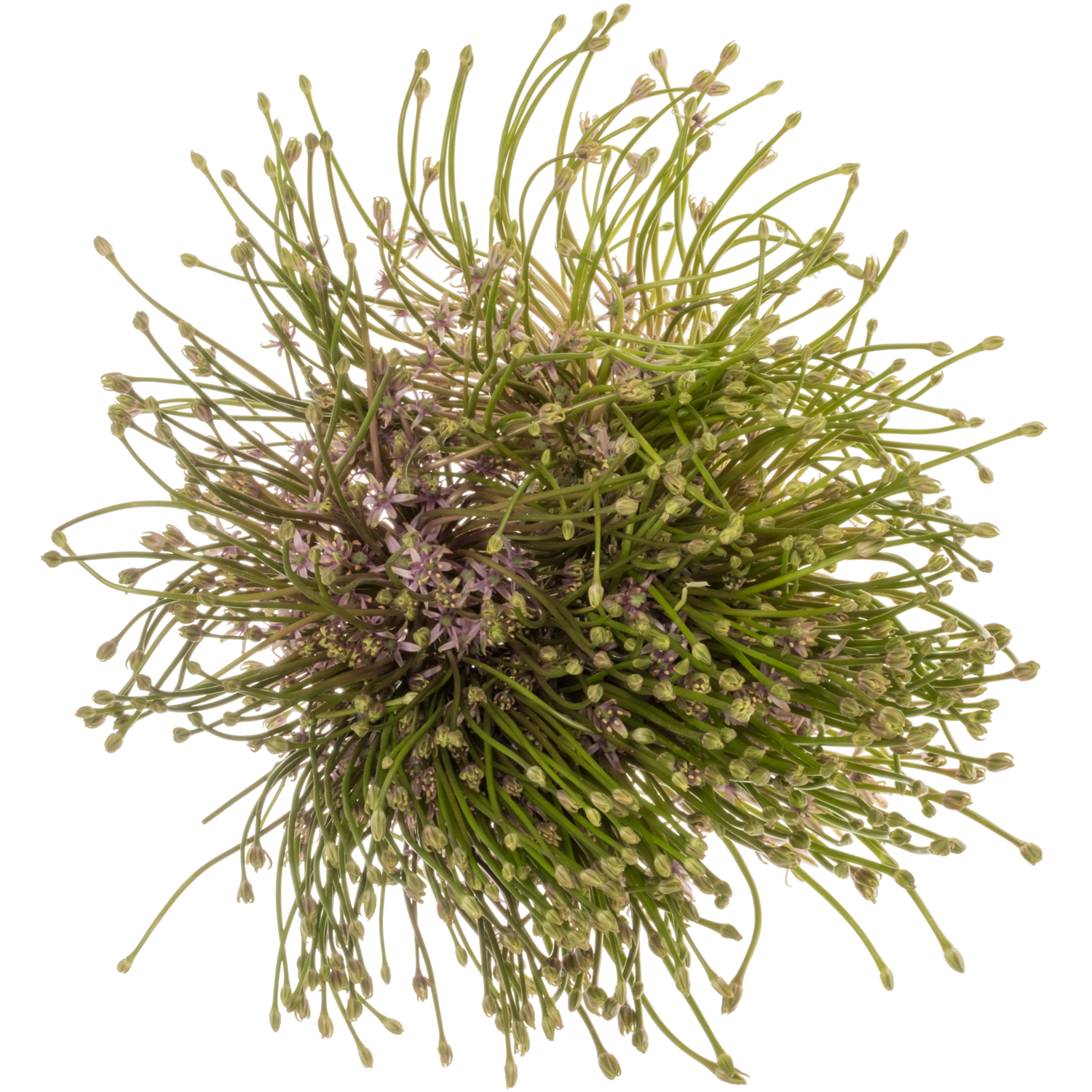 Allium lila Schubertii 60cm