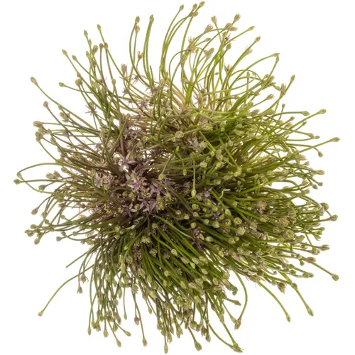 Allium lila Schubertii 60cm