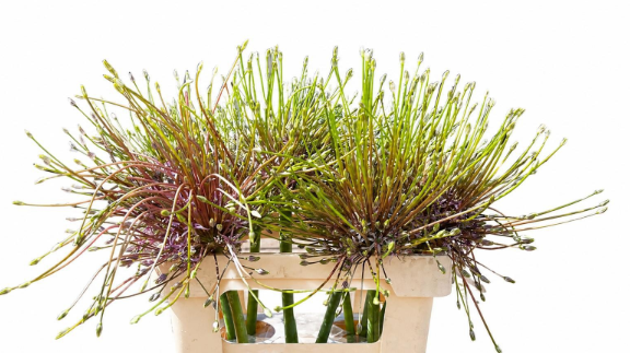 Allium lila Schubertii 60cm