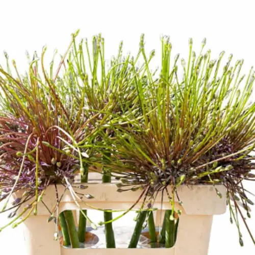 Allium lila Schubertii 60cm