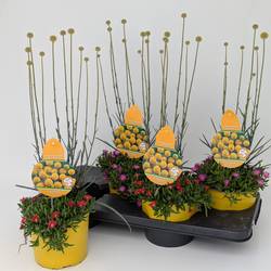 Craspedia Glob.+Delosperma mix T17 H055