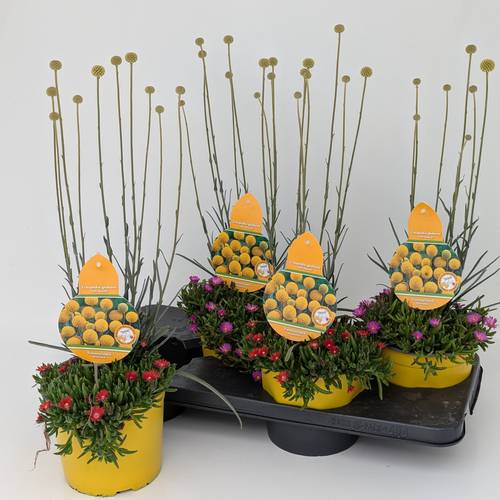 Craspedia Glob.+Delosperma mix T17 H055