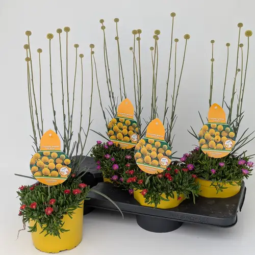 Craspedia Glob.+Delosperma mix T17 H055