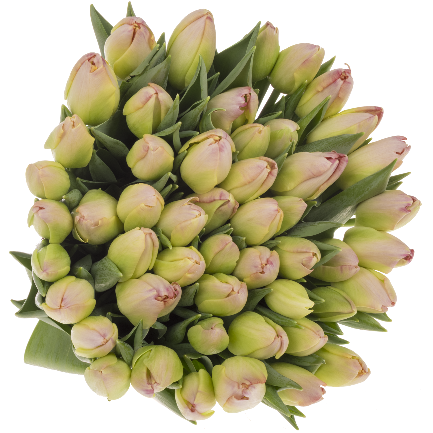 Tulpe rosa Supri Erotic 50 Gramm