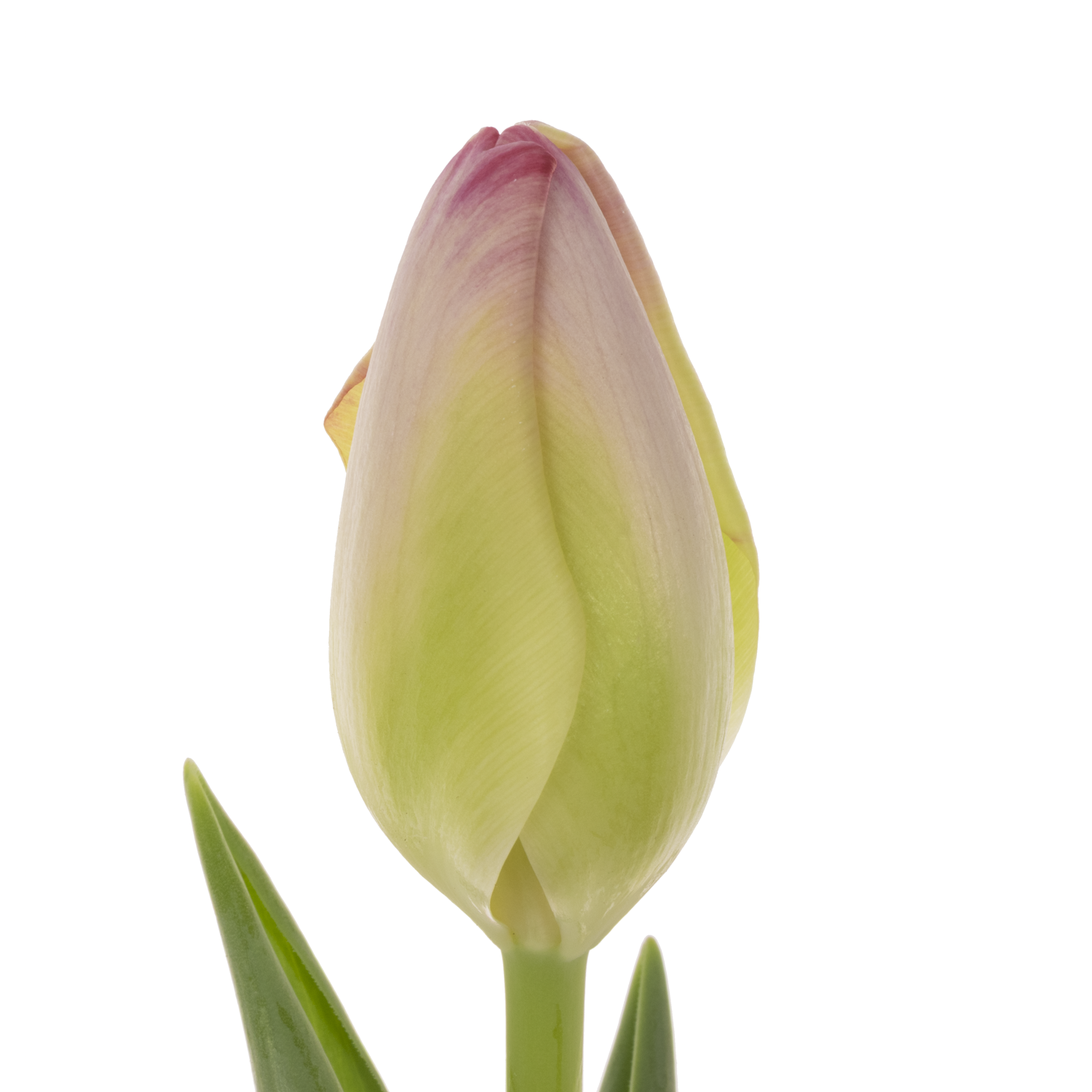 Tulpe rosa Supri Erotic 50 Gramm