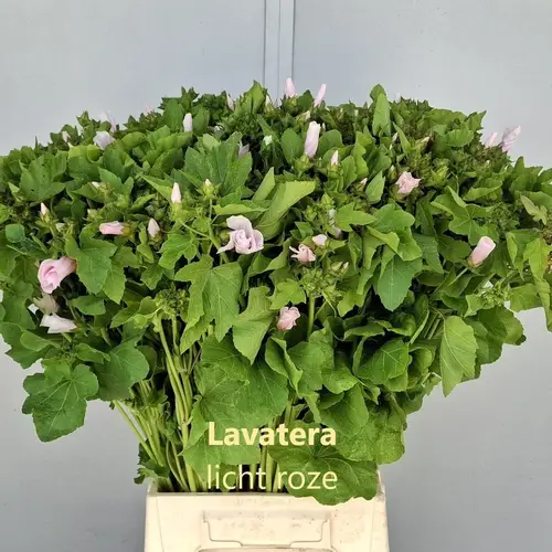 Lavatera hell rosa  60cm