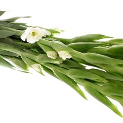 Gladiole weiss Snowdon 80cm
