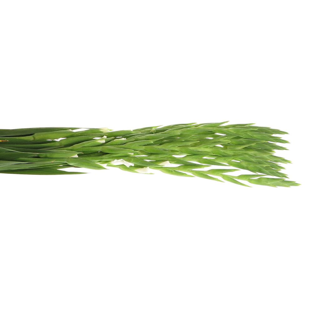 Gladiole weiss Snowdon 80cm