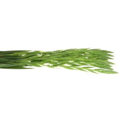 Gladiole weiss Snowdon 80cm
