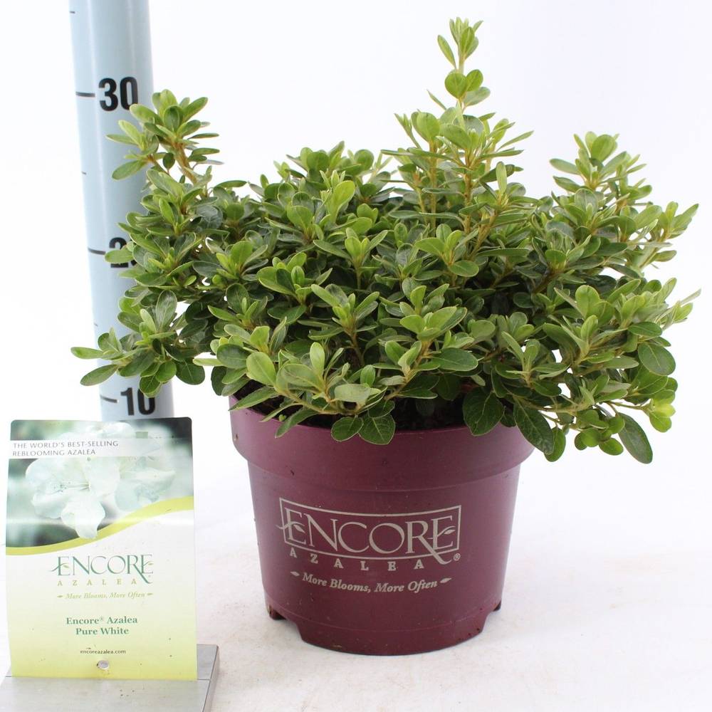 Rhododendron Encore weiss Pure White T19 H030