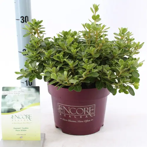 Rhododendron Encore weiss Pure White T19 H030