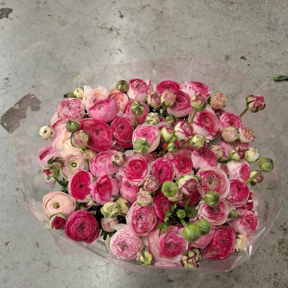 Ranunkel lila-weiss  Elegance White Sfumato 45cm x 50