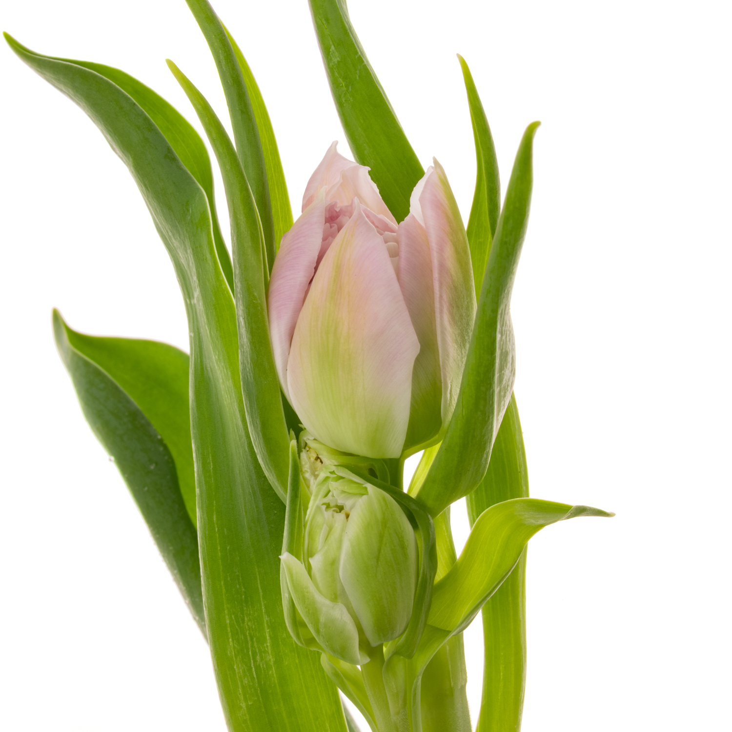 Tulpe lila doppel Classic Price 32 Gramm