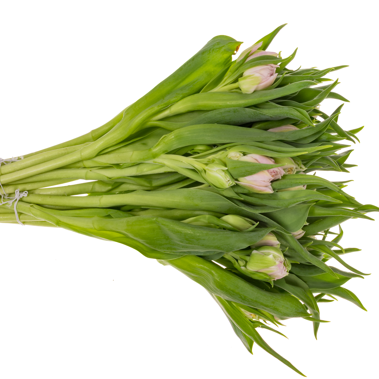 Tulpe lila doppel Classic Price 32 Gramm