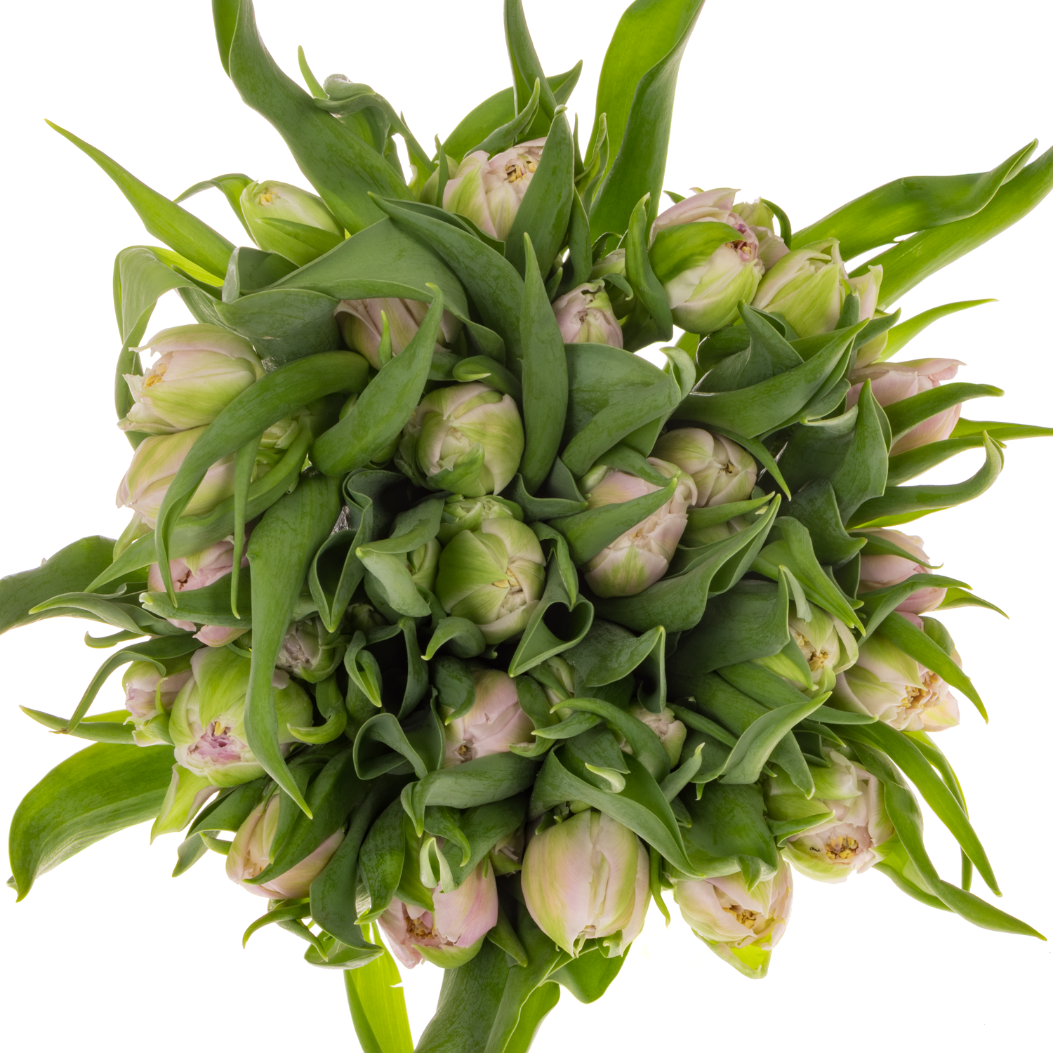 Tulpe lila doppel Classic Price 32 Gramm