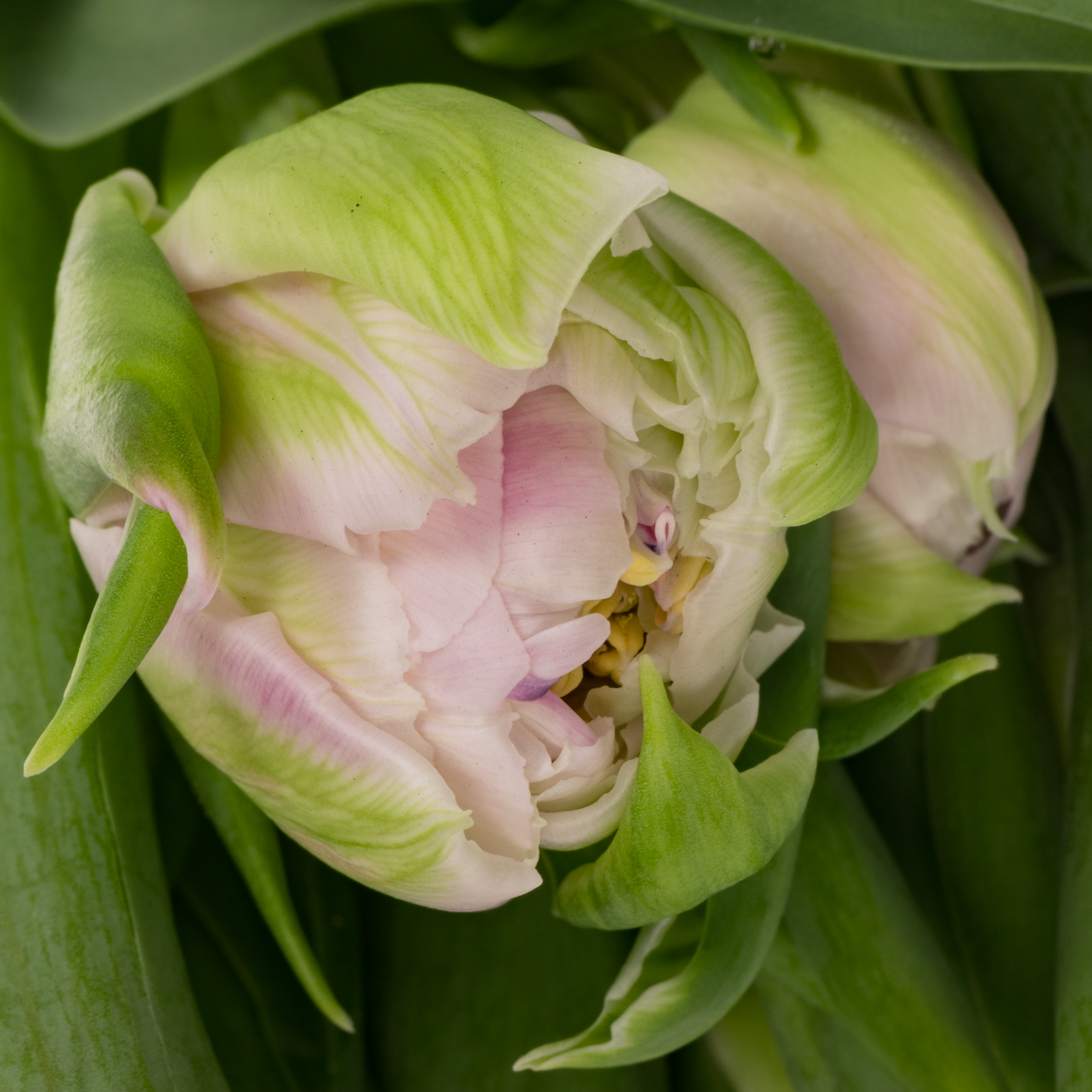 Tulpe lila doppel Classic Price 32 Gramm